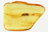 Detailed Fossil Marsh Beetle (Scirtidae) in Baltic Amber #346594-1